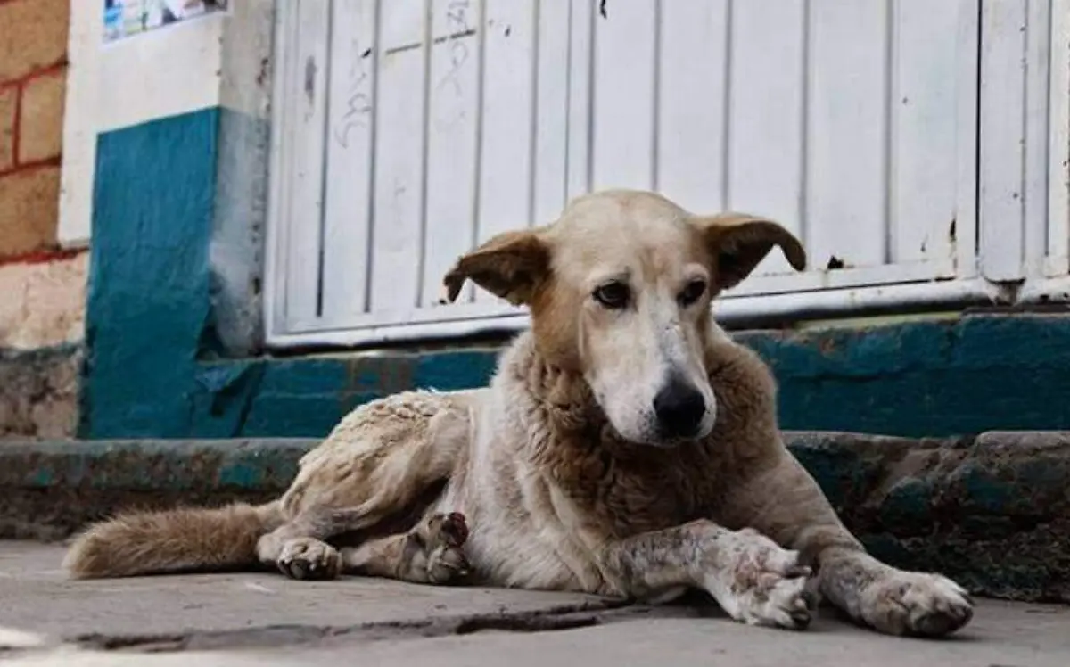 CONCIENCIA MALTRATO